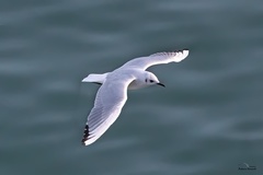 Chroicocephalus ridibundus