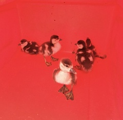 Alopochen aegyptiaca