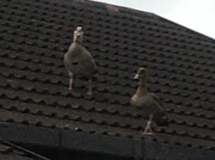 Alopochen aegyptiaca