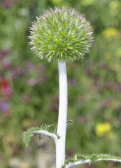 Echinops strigosus