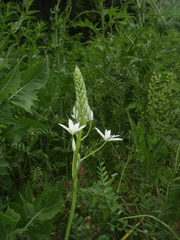 Ornithogalum arcuatum