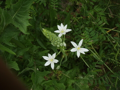 Ornithogalum arcuatum