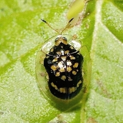 Microctenochira flavonotata