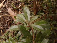 Daphnopsis caracasana