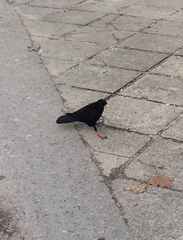 Pyrrhocorax graculus