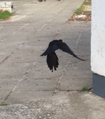 Pyrrhocorax graculus