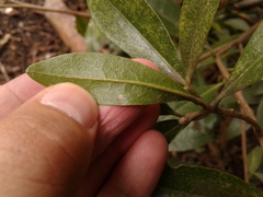 Daphnopsis caracasana
