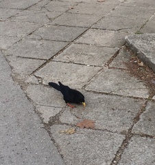 Pyrrhocorax graculus