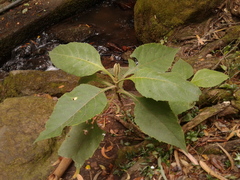 Verbesina arborea
