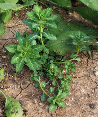 Euphorbia arguta