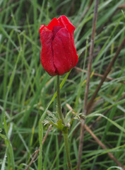 Anemone coronaria
