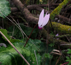 Cyclamen persicum