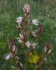Asphodelus ramosus