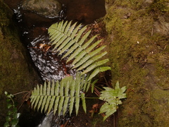 Dryopteris wallichiana