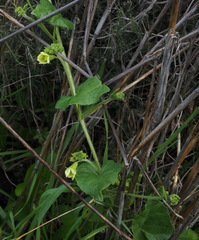Bryonia syriaca
