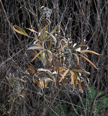 Vitex agnus-castus