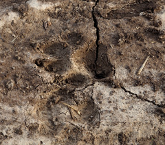 Hyaena hyaena