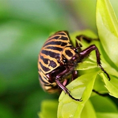 Gymnetis stellata