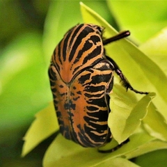 Gymnetis stellata