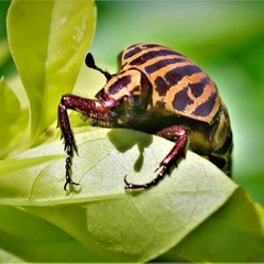 Gymnetis stellata