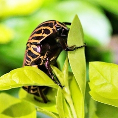 Gymnetis stellata