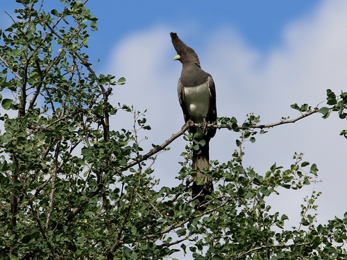 White-bellied Go-away-bird
