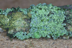 Phaeophyscia orbicularis