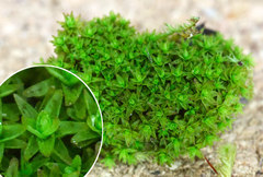 Nyholmiella obtusifolia