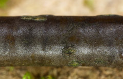 Naetrocymbe punctiformis