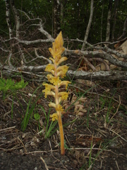 Orobanche laxissima