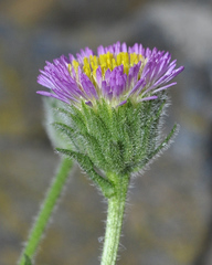 Erigeron major