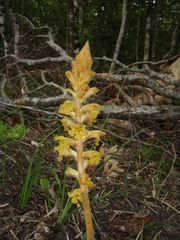 Orobanche laxissima