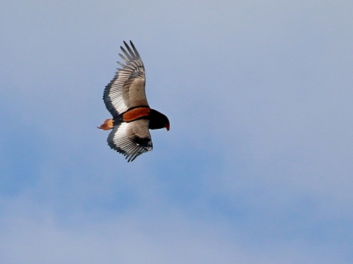Bateleur