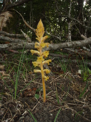 Orobanche laxissima