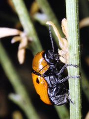 Cryptocephalus bimaculatus