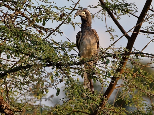 African Gray Hornbill