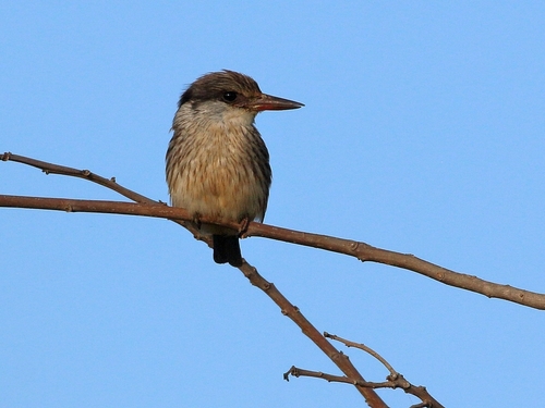 Striped Kingfisher