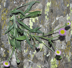 Erigeron major