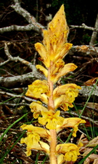 Orobanche laxissima