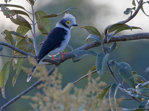 White-crested Helmetshrike