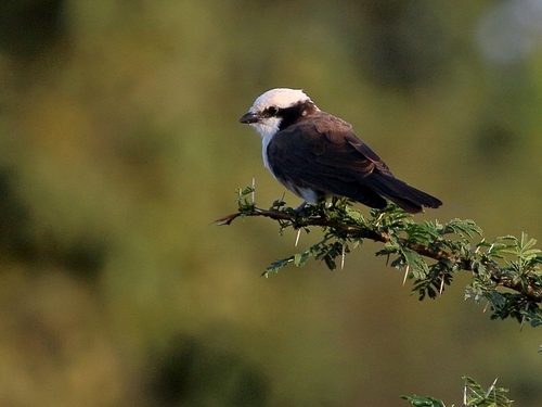 White-rumped Shrike