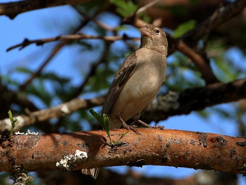 Yellow-spotted Bush Sparrow