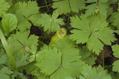 Anemonoides glabrata