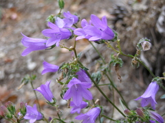 Campanula sibirica taurica