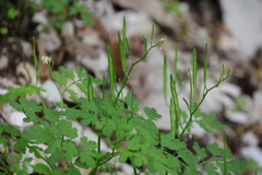 Cardamine graeca