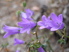 Campanula sibirica taurica