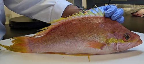 Longtail bass (Hemanthias leptus) — Serranidae — 4
