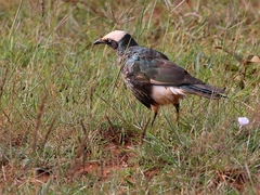 Lamprotornis albicapillus