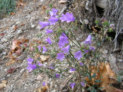 Campanula sibirica taurica