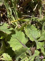 Emilia sonchifolia image